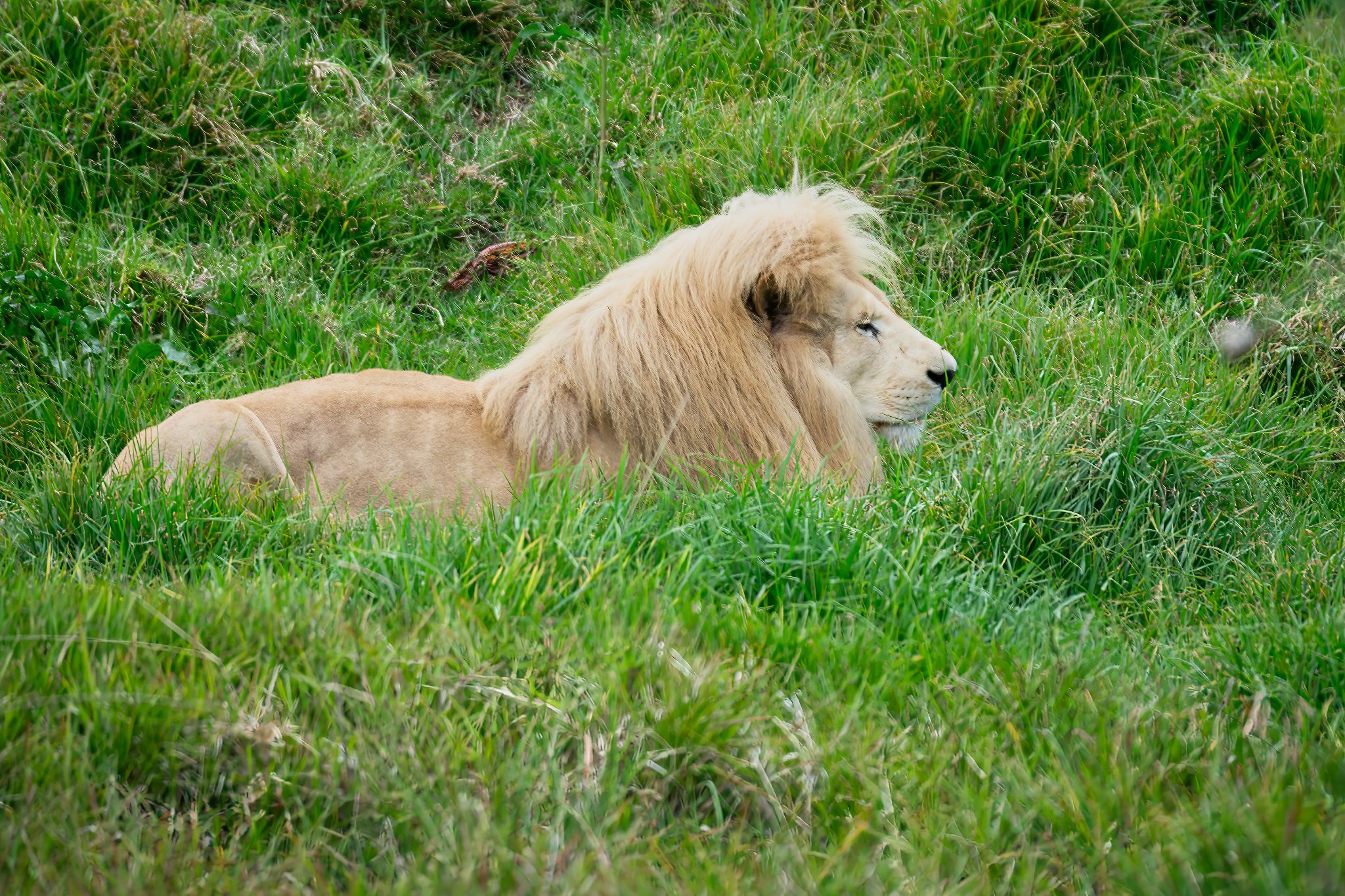 Weißer Löwe im Jukani Wildlife Sanctuary